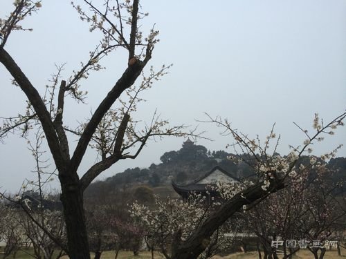 江南访梅|从吴湖帆“梅景书屋图”看历代文人赏梅、写梅