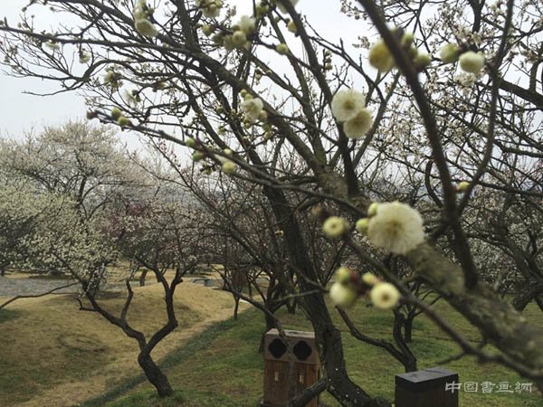 江南访梅|从吴湖帆“梅景书屋图”看历代文人赏梅、写梅