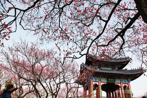 江南访梅|从吴湖帆“梅景书屋图”看历代文人赏梅、写梅